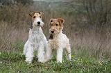 FOX TERRIER 488